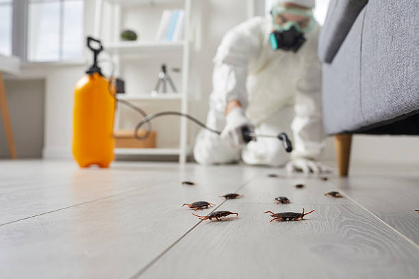 Commercial Kitchen Cockroach Control in Parma